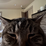 Sad little kitten