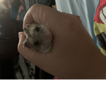 Hamster.co