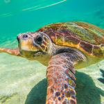 green turtle productions