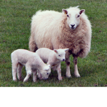 The beeping awesome sheep
