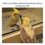 + Birb Cult +