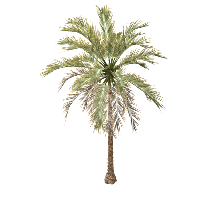 Realistic Palm Tree Coconut Tropical Island