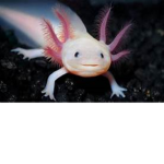 Axolotl Mania
