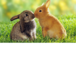 The_bunny_pack