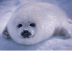 harp seal pups