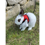 Darth Bunny fan group