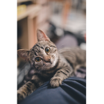the happy cat