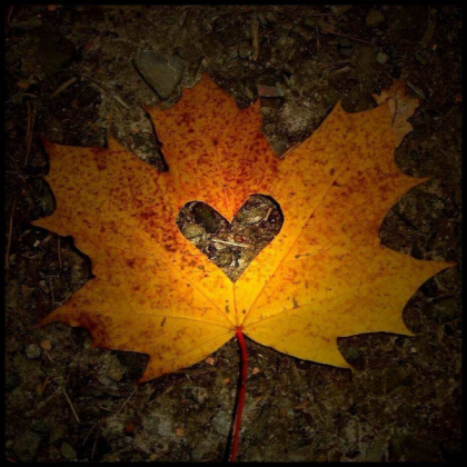 Autum heart Roblox decal