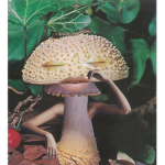 Septneks mushroom gang