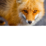FOX OF POWER
