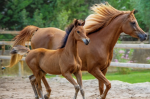 horsesquadgoals!!