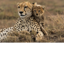 Cheetah meeting center