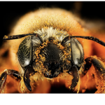 The bees the bees