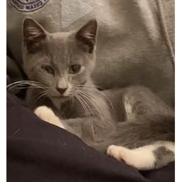 SURVIL ME meow