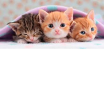 gatitos tiernos