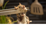 The Rat Cooks