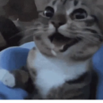 felis catus