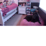 Doggy Puppy Club