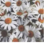 Yellow Daisys <3