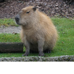 Group for capybaras