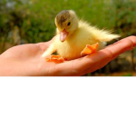 Quack Twins OfficalGroup