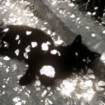 Kitty know you