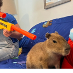 CabybaraCriminala
