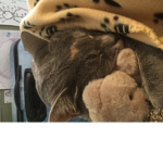 My cat :3