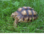 The 21 Turtles