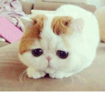 The Cute Kittens =^w^=