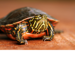 spinning turtle