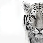 White Tiger Trading Co.