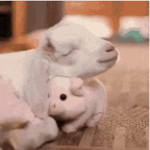 Sheepy are the best