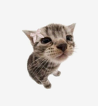 CAT LOVERS 67