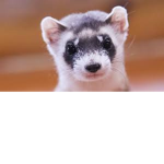 The Fanciest Ferrets