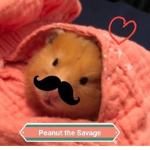 The Peanut Fam