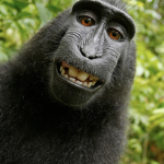 Monkey.Squad