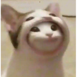 oh no the pop cat is here