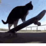 Skater cat