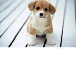 Cute puppy sqaud