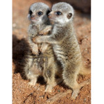 Modern meerkats