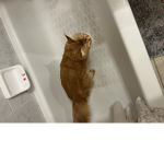 Cats in the baths.