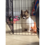 Fluffy Pomeranians
