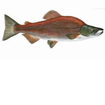 salmon boyos