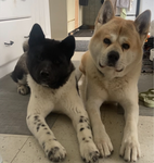 { dogs paws }