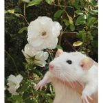 THEA'S RAT GROUP