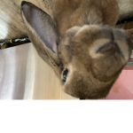 FRIEND GROUP OF THE BUNNYS :)