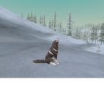 WildCraft gruppo