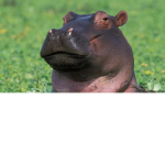 Hippo=/