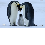 VIP Penguin Squad